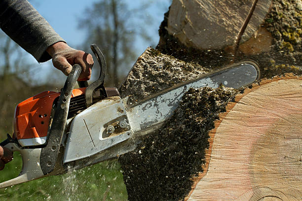 How Our Tree Care Process Works  in  Keys, OK